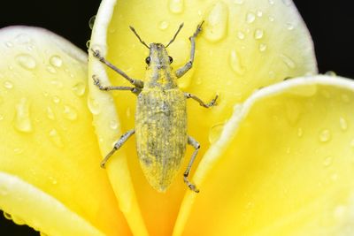 Close-up of insect on yellow flower