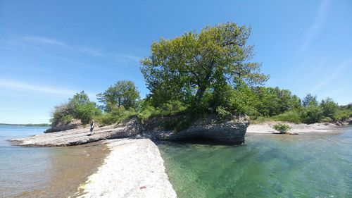 Tree by sea against sky