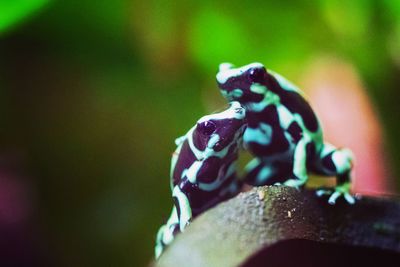 Close-up of a lizard