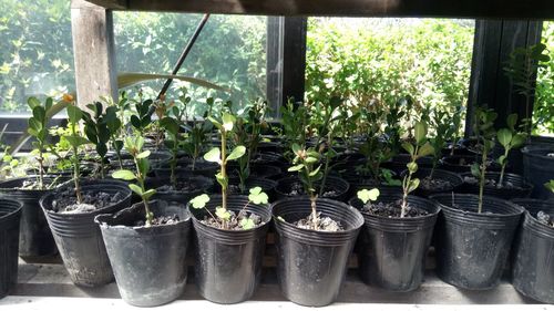 Potted plants in greenhouse