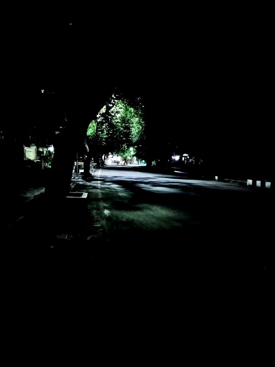 VIEW OF ILLUMINATED TREES AT NIGHT