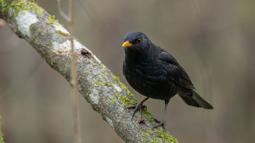 Close-up of bird perching on a tree