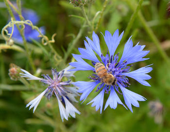 Close-up of honey bee on purple flowering plant