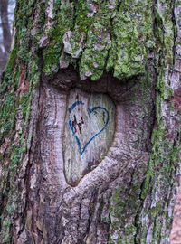 Close-up of heart shape on tree trunk