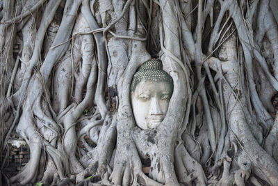 Buddha sculpture amidst tree roots at wat mahathat