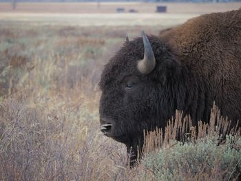 Close-up of bison on field