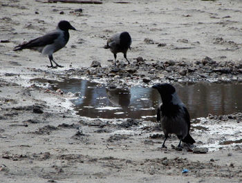 View of birds on beach