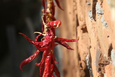 Close-up of red pepper 