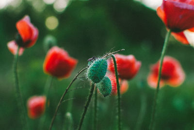 Close-up of bud and poppy growing on field