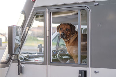 Dog in car window on driver seat