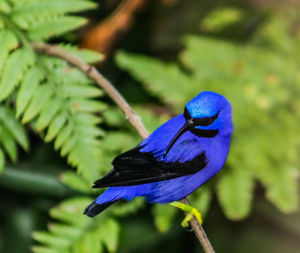 Close-up of blue butterfly perching on purple flower