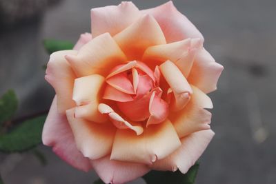 Close-up of rose against blurred background