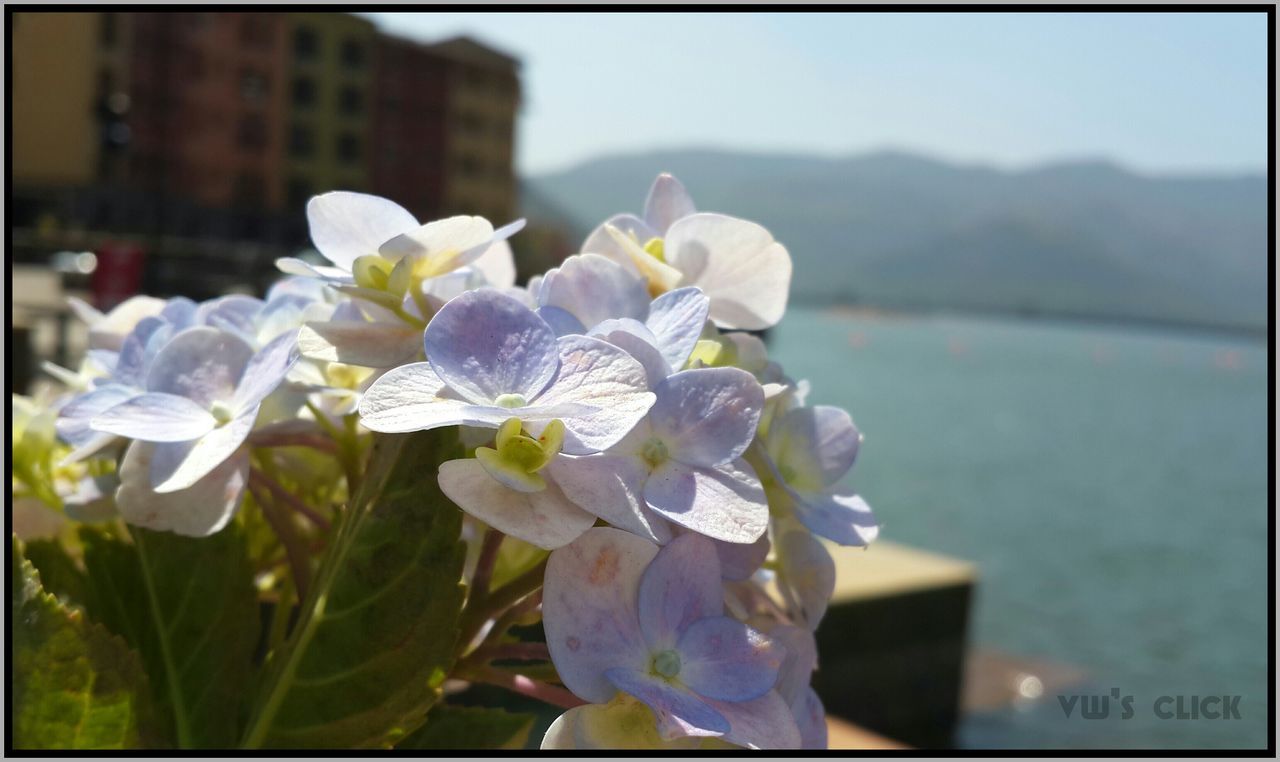 flower, freshness, petal, fragility, focus on foreground, flower head, transfer print, growth, beauty in nature, close-up, white color, blooming, auto post production filter, nature, blossom, in bloom, selective focus, plant, day, outdoors