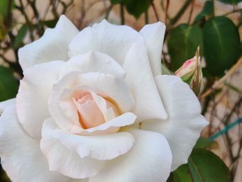 Close-up of white rose flower