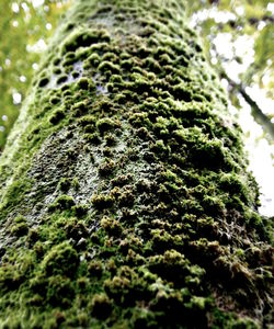 Close-up of grass