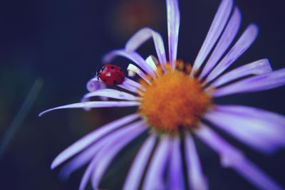 Close-up of purple flower