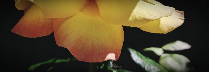 Close-up of day lily blooming outdoors