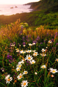 Close-up of purple flowering plants on field