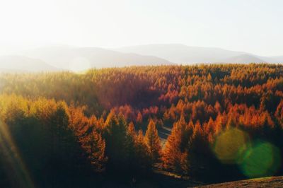 Close-up of trees against sky during sunset