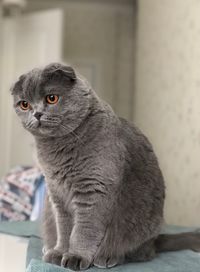 Close-up of a cat looking away