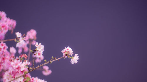 Low angle view of pink flowers