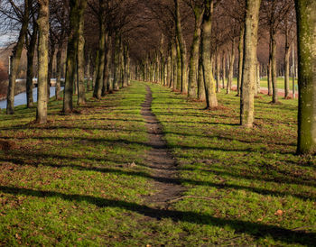 Trees in forest