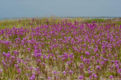 Arctic tundra in summer fireweed