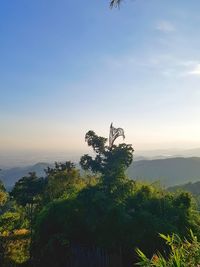 Plants growing on land against sky during sunset