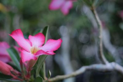 Close-up of pink rose