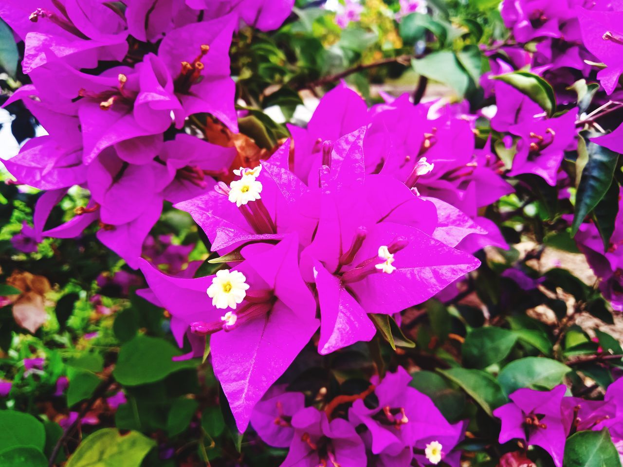 flower, flowering plant, plant, beauty in nature, freshness, petal, fragility, growth, pink, close-up, flower head, nature, inflorescence, no people, plant part, leaf, purple, day, shrub, bougainvillea, outdoors, blossom, focus on foreground, botany, springtime, wildflower