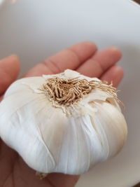 Cropped hand holding garlic