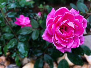 Close-up of pink rose blooming outdoors