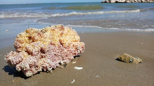 High angle view of shells on beach