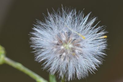 Close-up of dandelion against blurred background