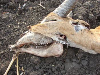 High angle view of animal skull