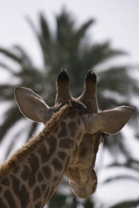 animal