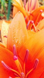 Close-up of orange flowers