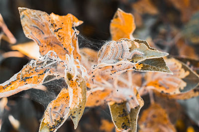 Close-up of maple leaves on plant during winter