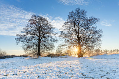 Bare trees on snow covered field against sky