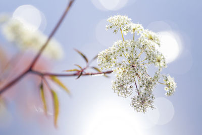 Low angle view of white flowering plant