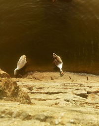 Seagulls on a lake