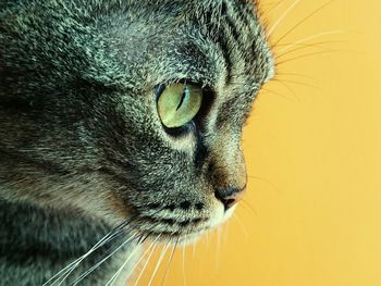 Side view of tabby cat against yellow background