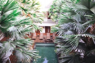 Close-up of palm trees and plants against building