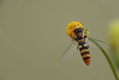 Close-up of insect on yellow flower