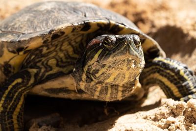Close-up of a turtle