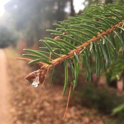 Close-up of raindrops on pine tree