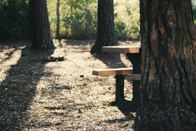 Trees in forest