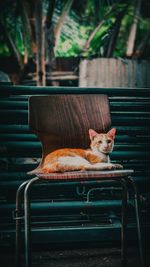 Cat sitting on bench in yard