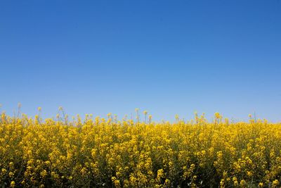 Yellow flowers growing on field against clear blue sky