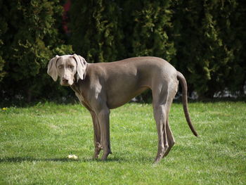 Side view of dog standing on field